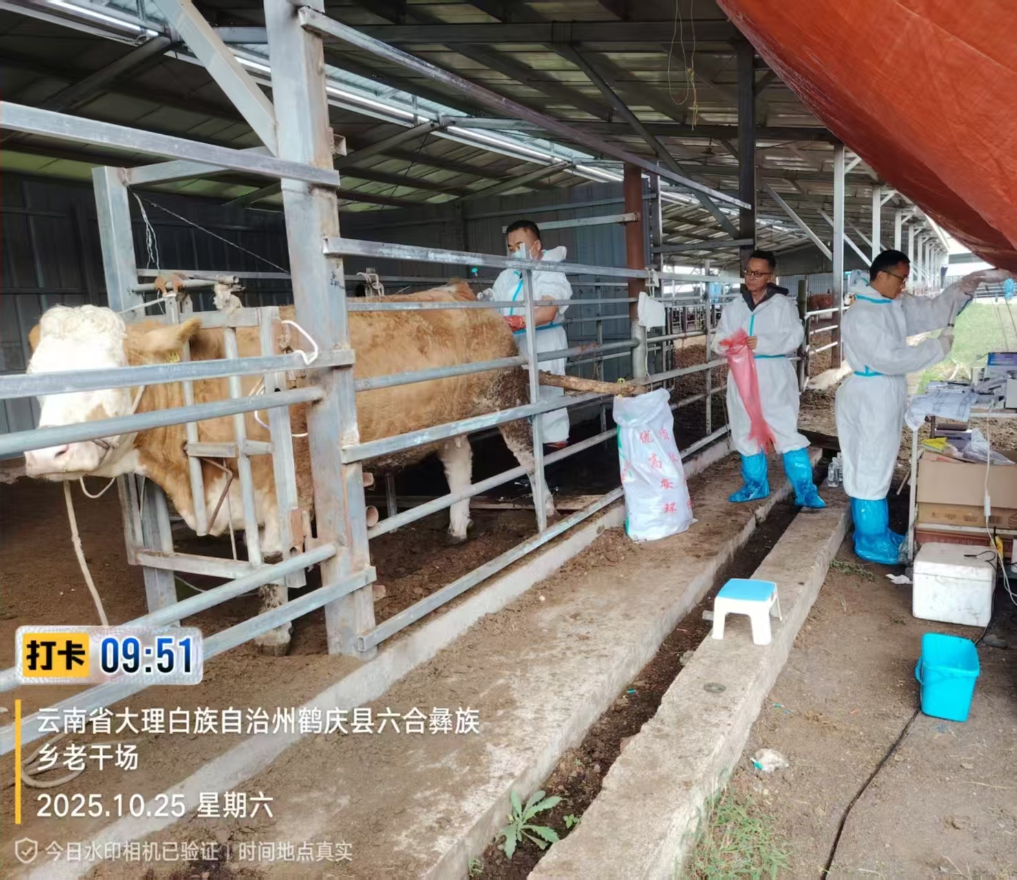 我校种畜技术研发中心赴大理鹤庆开展华西牛育种工作